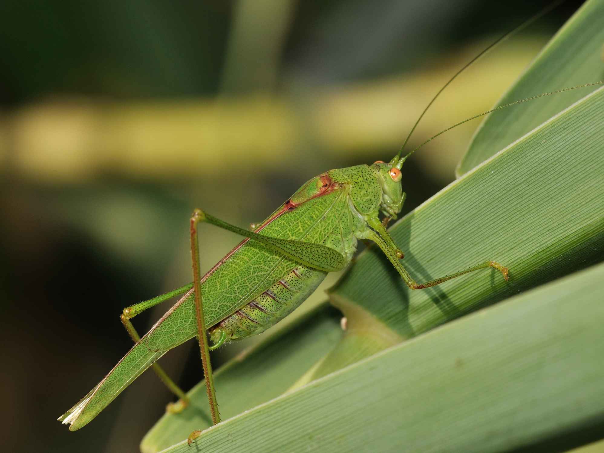 Phaneroptera nana